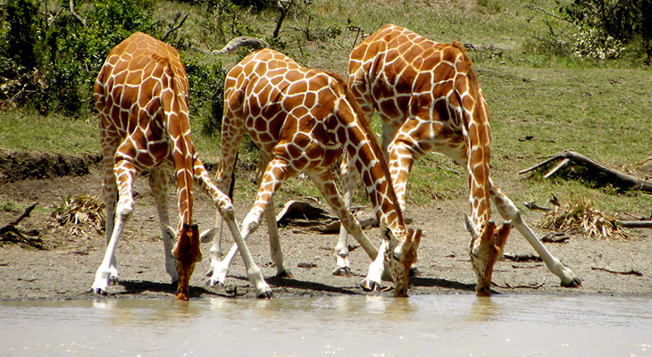 HOW DO WILD ANIMALS DRINK DIRTY WATER AND NOT GET SICK?